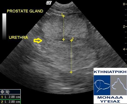 Υπερπλασια προστατη και στείρωση σε σκύλο