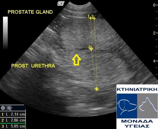 Υπερπλασια προστατη και στείρωση σε σκύλο